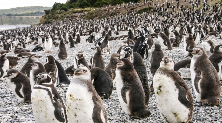 Navegación Pinguinera – Verano