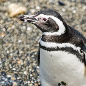 canal beagle hasta la pinguinera