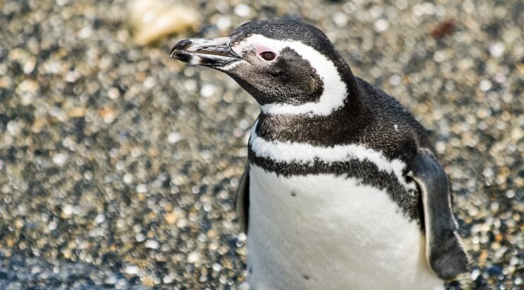 Navigation Beagle Channel to Colonia de Pinguins + Tierra del Fuego National Park