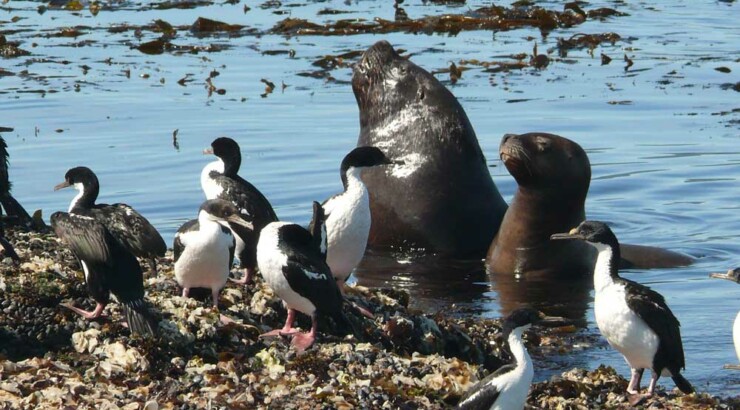 Navegação pelo Canal de Beagle até o Farol