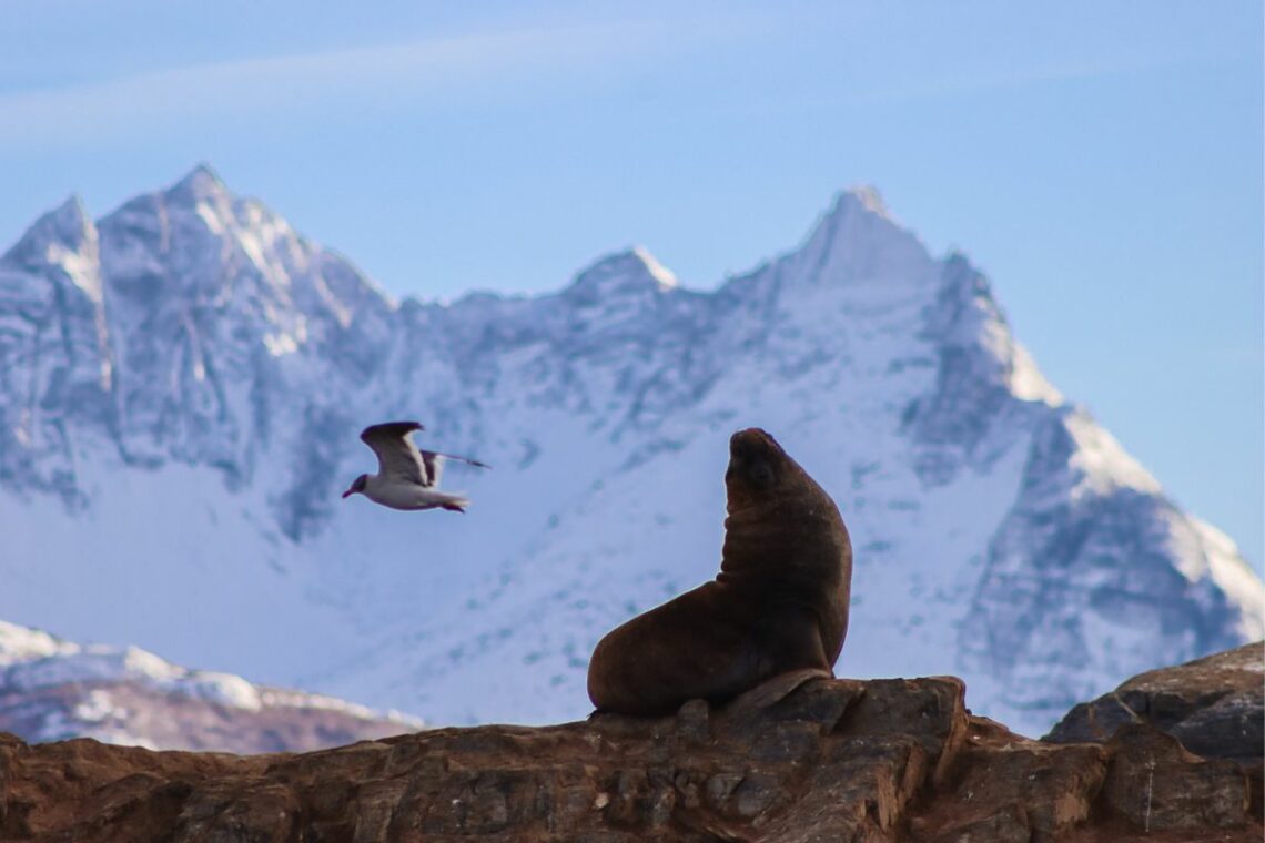 navegacion pro el canal beagle