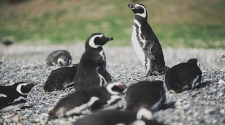 Parque Nacional Tierra del Fuego + Pinguinera