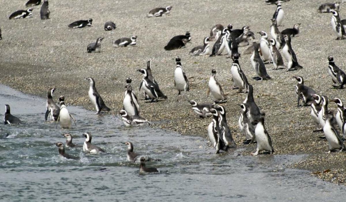 Experiencia Tolkeyen - Navegación por el canal Beagle hasta la pinguinera