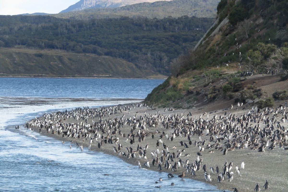 Pinguinera Tolkeyen