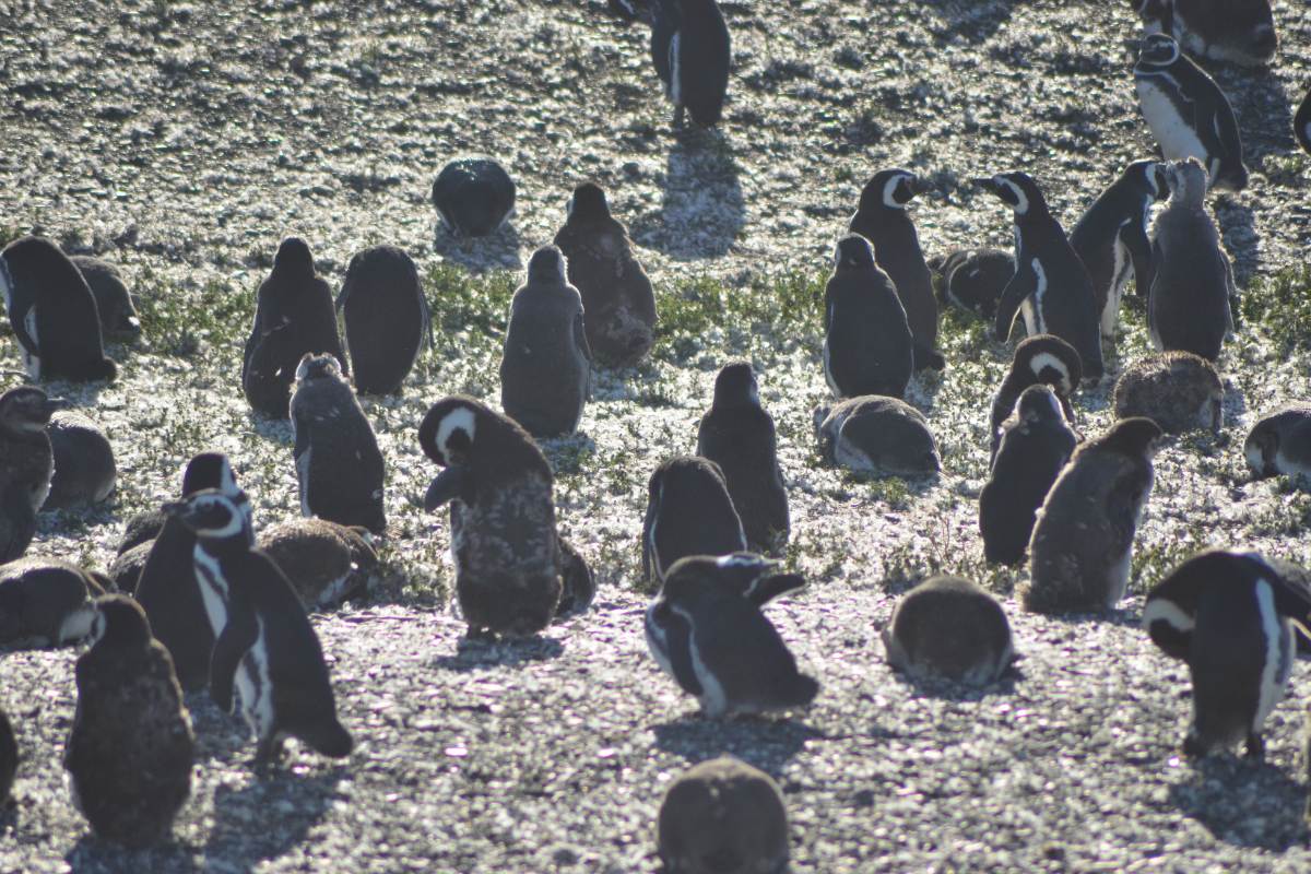 Pingüinos 10