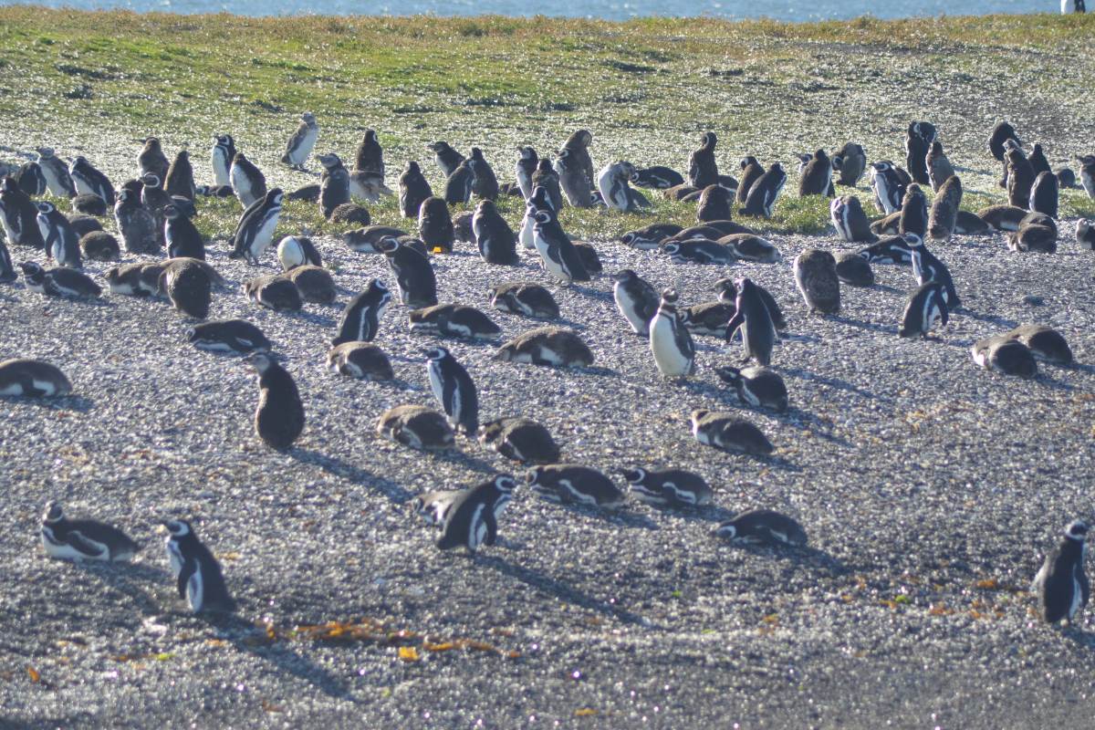 Pingüinos 5