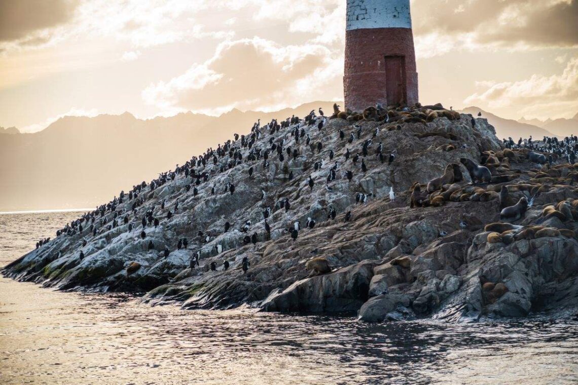 Faro y fauna canal beagle