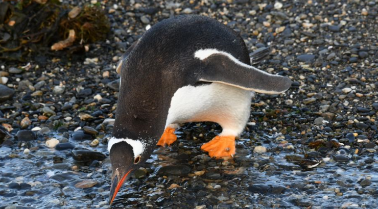 Navegación Pingüinera – Verano