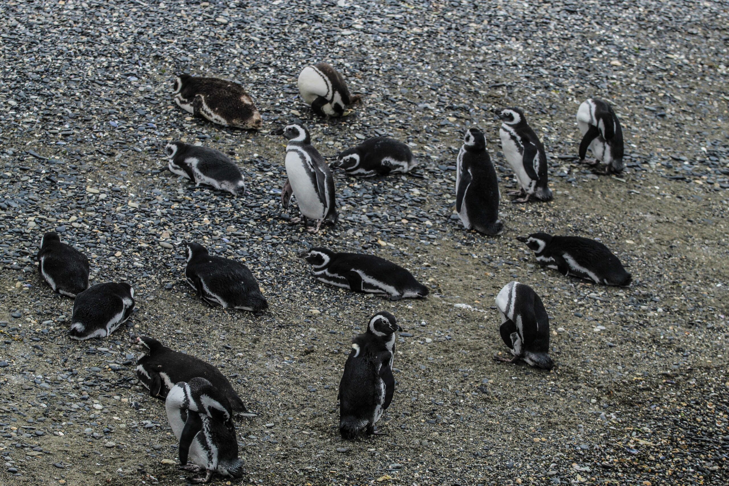 Pinguinos2-Tolkeyen