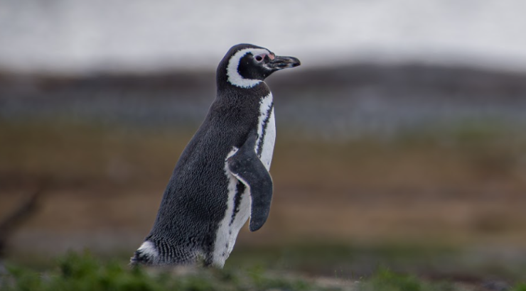 Navegación Pingüinera – Verano