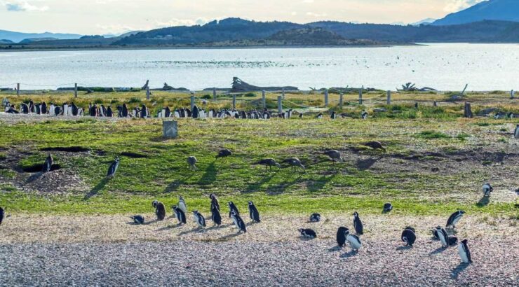 Parque Nacional Tierra del Fuego + Pinguinera