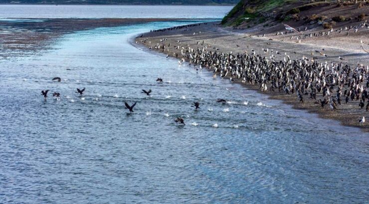 Parque Nacional Tierra del Fuego + Pinguinera