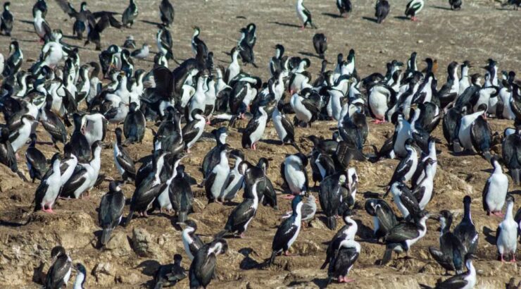 Parque Nacional Tierra del Fuego + Pinguinera