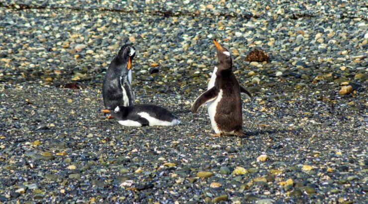 Parque Nacional Tierra del Fuego + Pinguinera