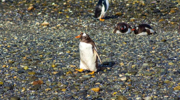 Parque Nacional Tierra del Fuego + Pinguinera