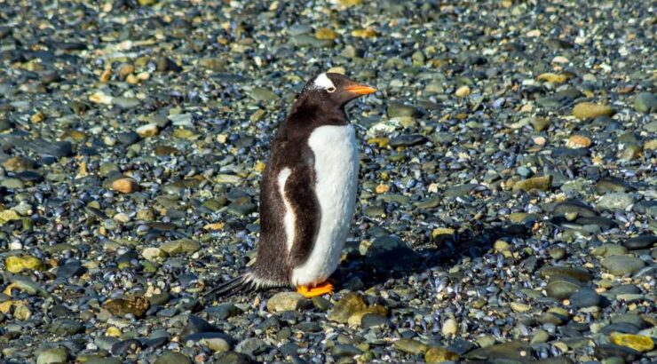 Parque Nacional Tierra del Fuego + Pinguinera