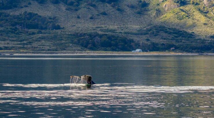 Parque Nacional Tierra del Fuego + Pinguinera