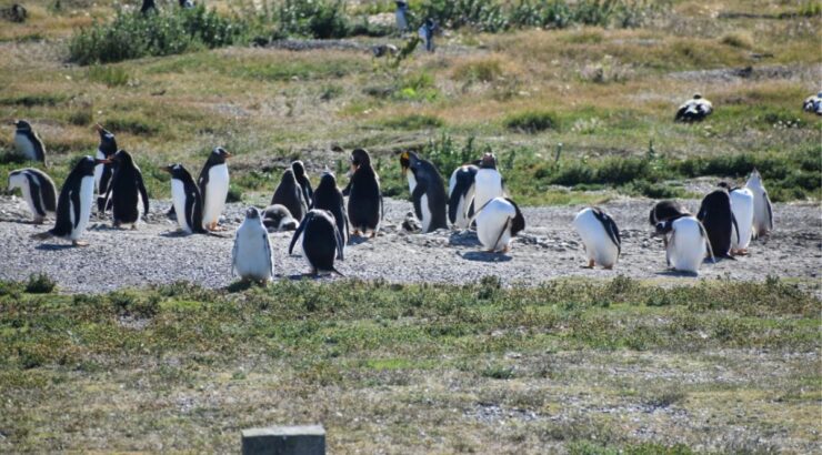 Navegación Pinguinera – Verano
