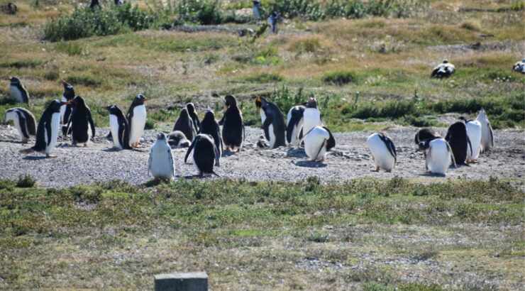 Penguin Colony Navigation – Verão