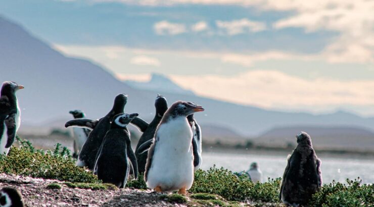 Navegación Pingüinera – Verano