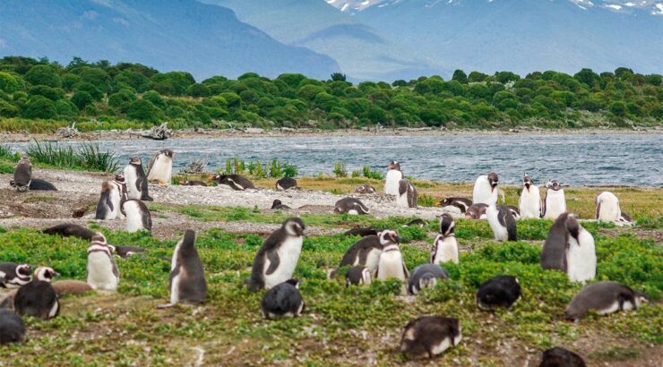 Navegación Pingüinera – Verano