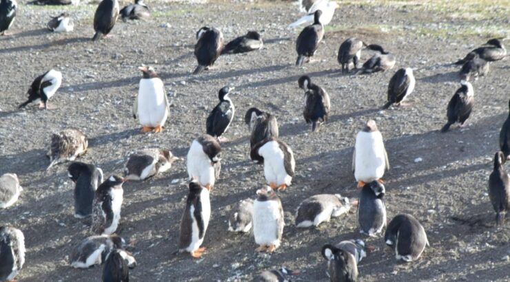 Penguin Colony Navigation – Verão