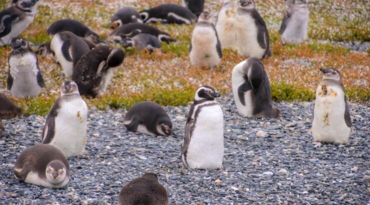 Penguin Colony Navigation – Verão