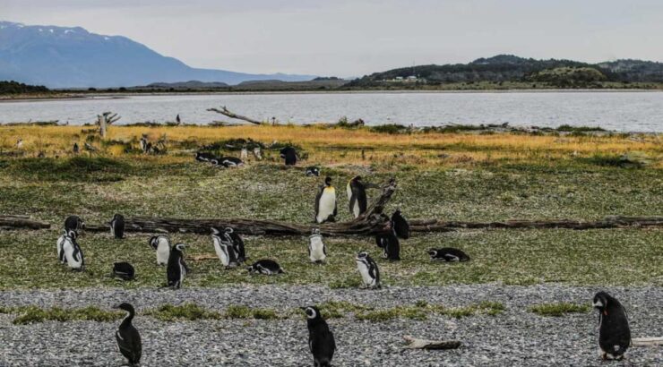 Navegación Pinguinera – Verano