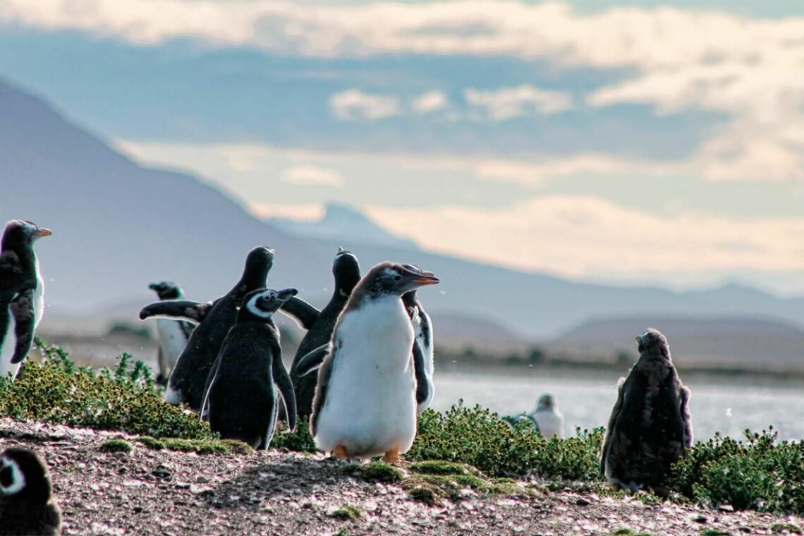 atardecer en la Pingüineta Ushuaia