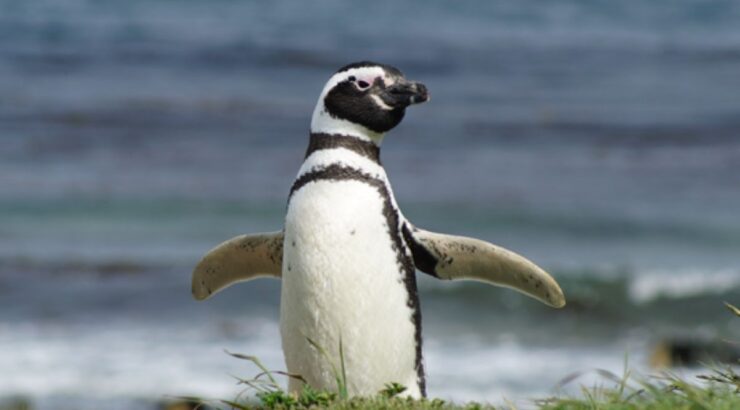 Isla Magdalena: Caminata con Pingüinos y Faro (Punta Arenas, Chile)