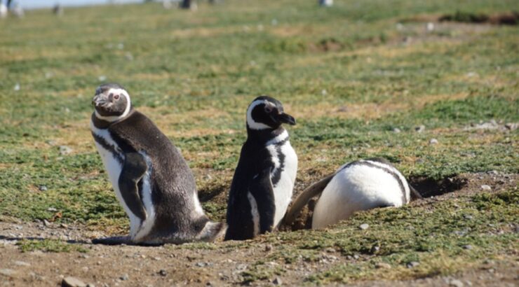 Isla Magdalena: Caminata con Pingüinos y Faro (Punta Arenas, Chile)