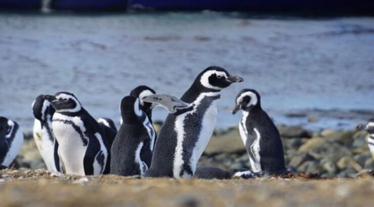 Isla Magdalena: Caminata con Pingüinos y Faro (Punta Arenas, Chile)